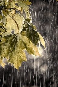 November Rain…..