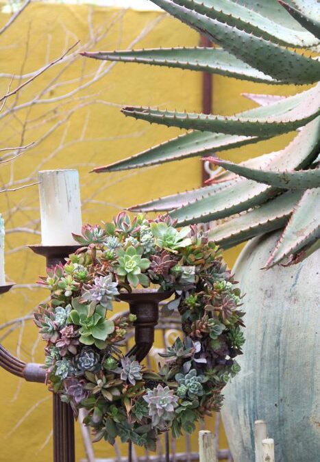 Succulent Wreaths…..